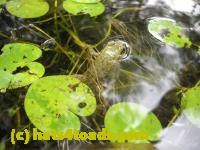 /home//u458753944/public_html/sourcegallery///Frogs/Mixed frogs/DSCN3365.JPG